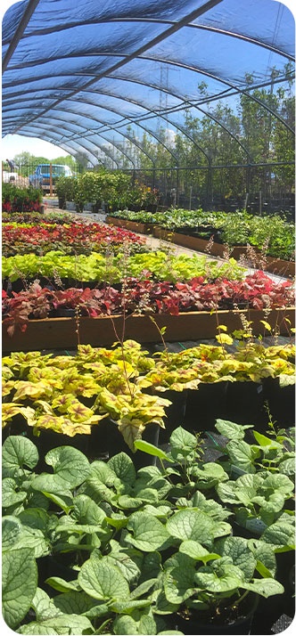 Greenhouse plants growing